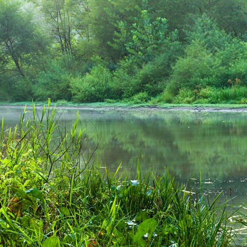 The-Vital-Role-of-Wetlands-in-Our-Ecosystem
